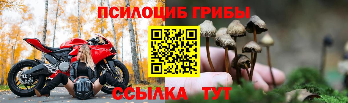 Псилоцибиновые грибы GOLDEN TEACHER  Вход с VPN  Буйнакск  Псилоцибиновые грибы мухоморы 
